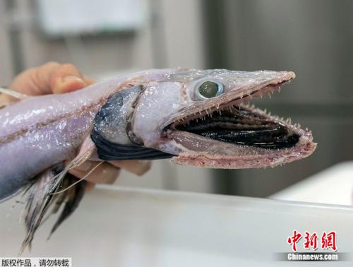 合齿鱼会突袭掠食。