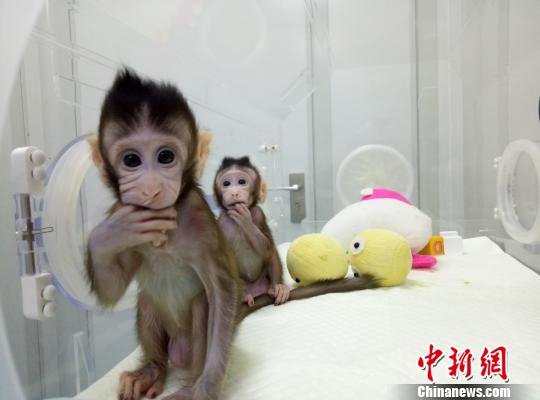 图为体细胞克隆猴。中科院神经所供图