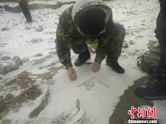  工作人员现场勘察 天桥岭林业局供图