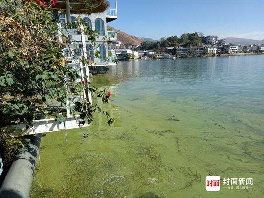 洱海边缘可以看见藻类植物