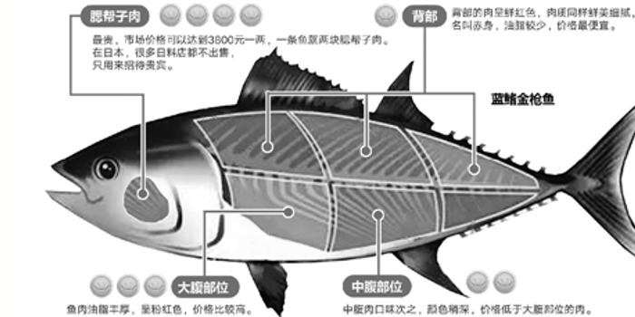 东海金枪鱼鰤鱼近期大丰收幸福为何来得如此突然 手机新浪网