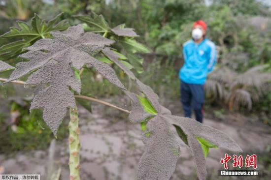 图为喷发的火山灰堆积在植物上。