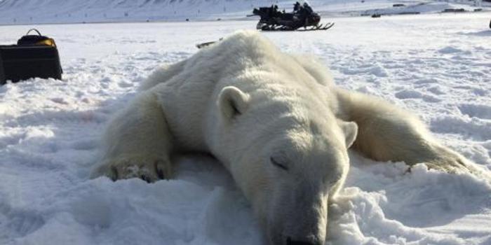 摄影师遇濒死北极熊 瘦骨嶙峋翻垃圾桶觅食