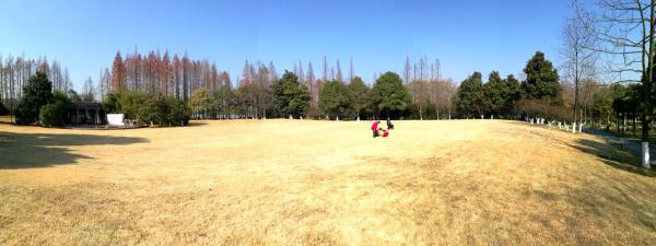 杭州西湖边学士公园大草坪。杭州西湖景区管委会湖滨管理处供图