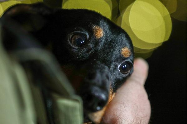 参与该实验的腊肠犬