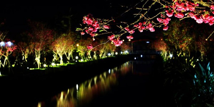 台湾宜兰最美罗庄樱花步道 手机新浪网