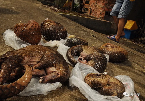 　　广西凭祥，森林公安查获被走私的的冷冻穿山甲，由于国内数量稀少，国内的穿山甲大部分都来自越南、柬埔寨、泰国和马来西亚。