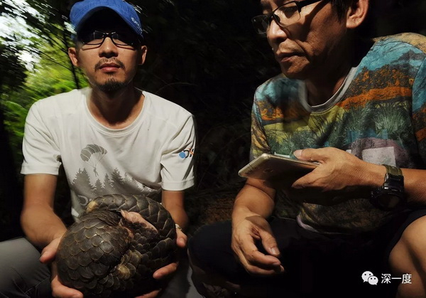研究人员抱着一只健康的穿山甲准备给它带上项圈。追踪它的活动规律具有研究价值。