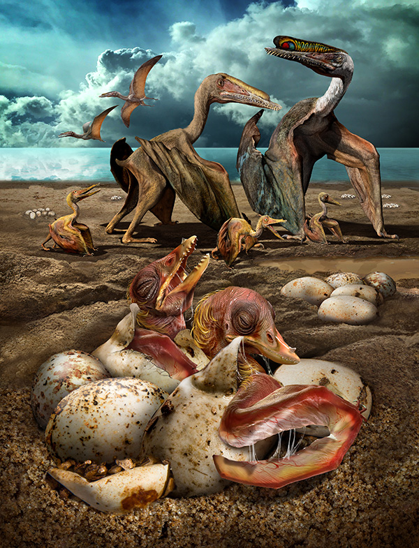 哈密翼龙胚胎出壳复原图（绘图者：赵闯）。