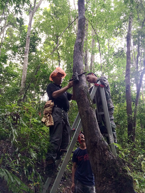 保护区工作人员正在安装检测野象的红外线相机