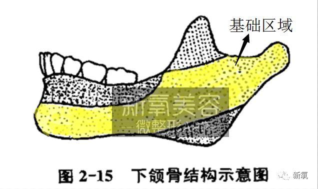 可是,由于咬肌,翼内肌,以及颞肌等的运动结果,形成了下颌角和冠状突