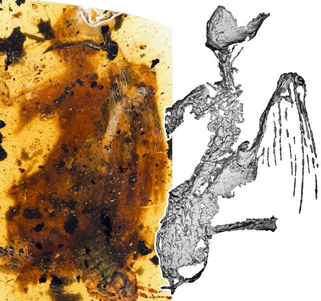 科学家在琥珀中发现迄今最完整古鸟_手机新浪网