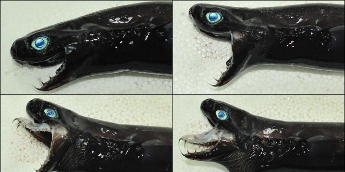 台湾近海发现"外星怪鱼" 独特外形令人称奇