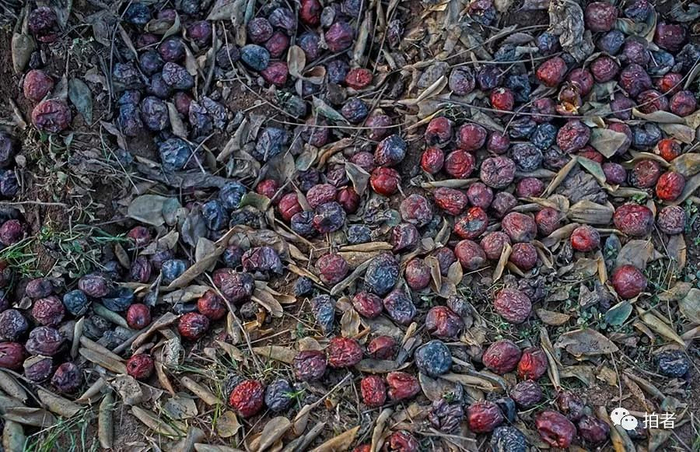 　　△ 2017年12月7日，平安镇岗子村的百年枣树园，腐烂在地里的枣子。记者采访的诸多村民表示，枣树园是铝厂投产两三年后开始出现大枣没有成熟就脱落，他们怀疑和铝厂污染有关。一些种植蔬菜的村民称，铝厂建成最初，还因污染问题对村民进行每人每年50多元的污染补贴，两三年后，就没有再补贴。