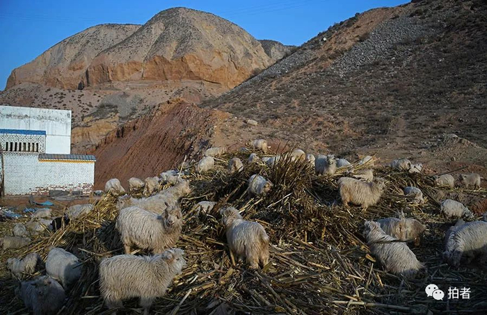 　　△ 2017年12月6日，在平安镇岗子村山神沟铁路桥附近一处掩盖有废阴极炭块堆点附近一百米左右，一群羊在秸秆堆上觅食。