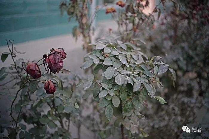 　　△ 2017年12月7日，距离中铝兰州分公司铝厂大约300米的平安镇岗子村一户人家。据住户讲，每天尤其夜里，周边的电厂和铝厂传来刺鼻的异味，每天早上起来，院子里、屋顶上、植被上都落上一层厚厚的灰。