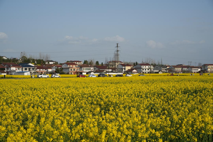 老君镇皇塘水乡油菜花海（景区供图）