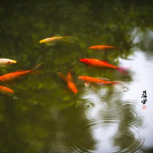 都说晴西湖不如雨西湖，来看看雨中的瘦西湖有多美_手机新浪网