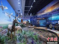 探访中国黄海湿地博物馆:陆海相接处,万物皆有灵