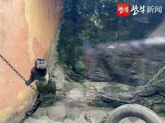 “一家三口”就它最“方”!国字脸丑萌“猴哥”走红