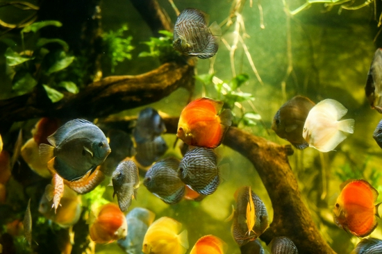 模拟亚马孙雨林原生生态系统的1#生态缸