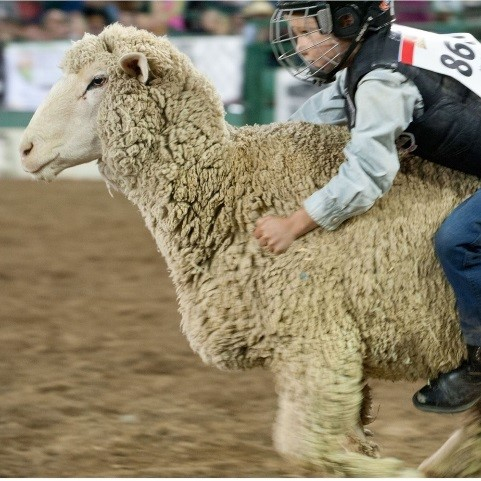儿童驯羊大赛（Mutton Bustin）