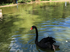 京津冀联合开展鸟类等野生动物保护行动