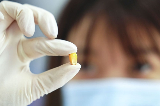  在吉林省宏泽现代农业有限公司实验室内，科研人员展示培育的玉米种子（2022年6月7日摄）。新华社记者 许畅 摄