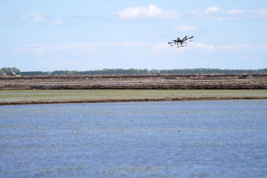 无人机在北大荒集团七星农场有限公司一块稻田中作业（2022年5月18日摄）。新华社记者 王建威 摄