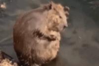 GIF|认真“搓澡”的小河狸