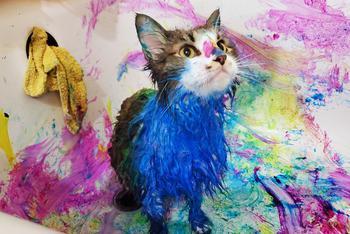铲屎官将猫咪染成彩虹