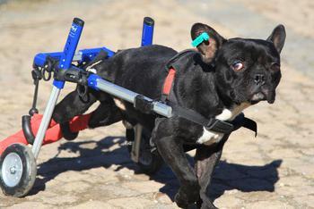 瘫痪斗牛犬重获新生