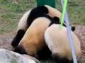 熊猫宝宝为泡澡大打出手,上演“三熊混战”名场面