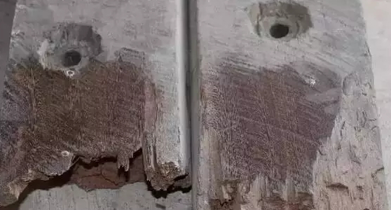 小叶紫檀，根本没有什么“速生林”！