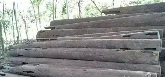 “速生林”，是商人的“移形换影”。