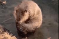 GIF|认真搓澡的样子萌萌哒