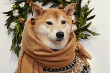 “狗中仲基”月入十万