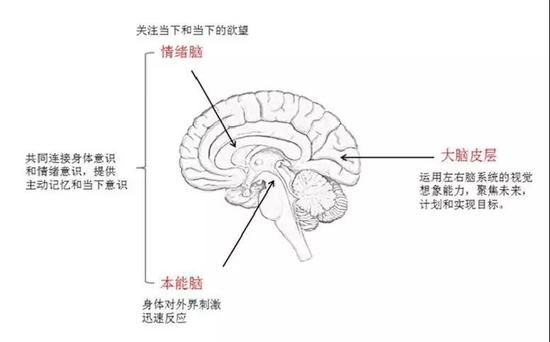 人类的三层大脑