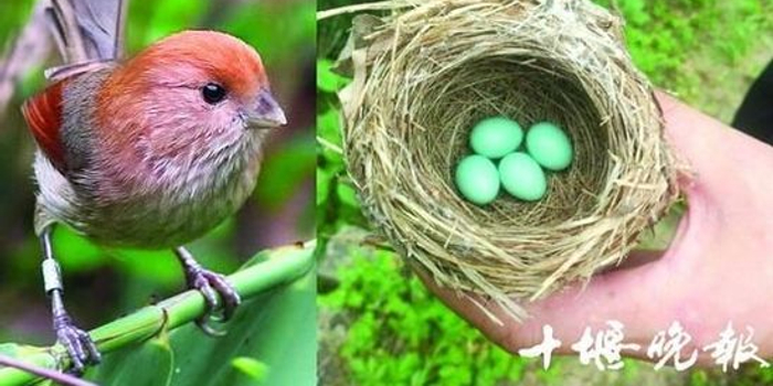 无意中发现一种绿色的蛋,他拍照片发到微博上,想知道是什么动物下的蛋