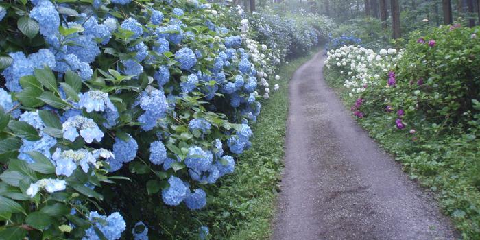 全日本紫阳花赏花名所推荐 手机新浪网