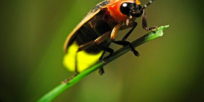 揭秘十种发光生物:发光蚯蚓最长可达半米(图)_手机新浪网