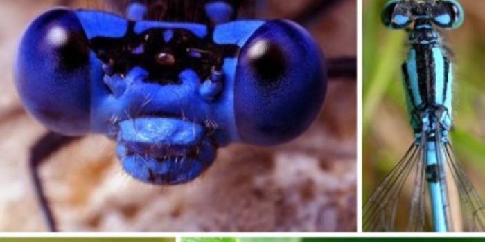 十种奇特蓝色动物:蓝箭毒蛙身带致命毒素(图)