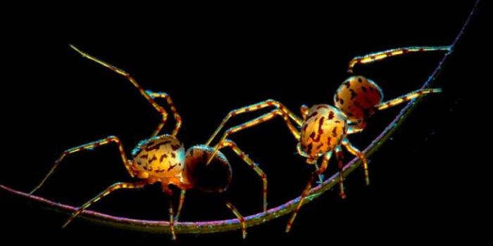 昆虫亮色微距摄影 透明蜘蛛走钢丝 组图 手机新浪网