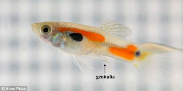 孔雀鱼生殖器进化出倒刺逼迫雌性交配