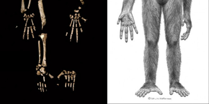 科学家发现440万年前迄今最早人类祖先(图)_手机新浪网