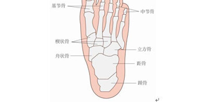 骨骼是人體的支架,具有保護腦,脊椎及心,肺,肝,腎等內臟器官的