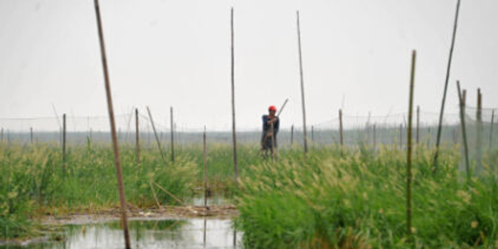 洞庭湖养殖业急进.群众没水喝