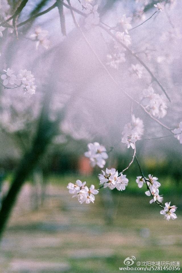化工大学校花走红网络