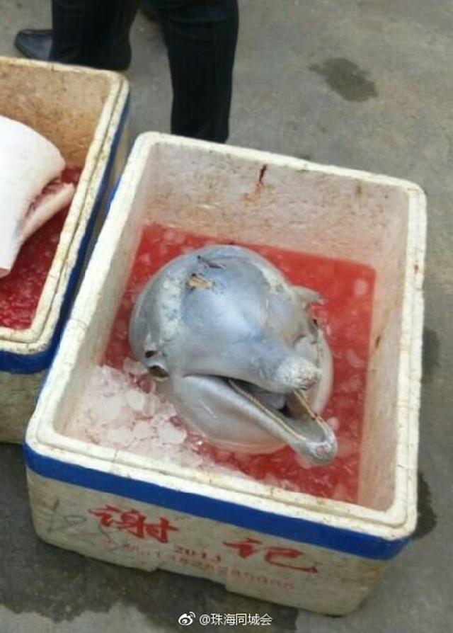 白鳍豚惨死的照片图片