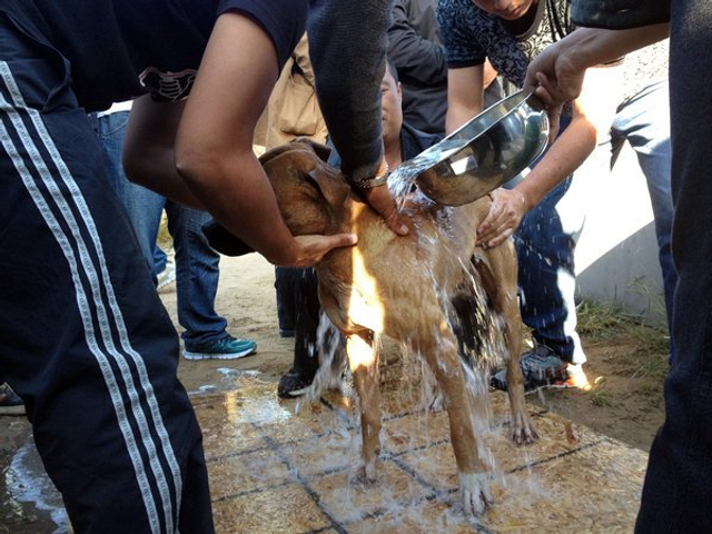 京郊斗狗场两狗搏命撕咬